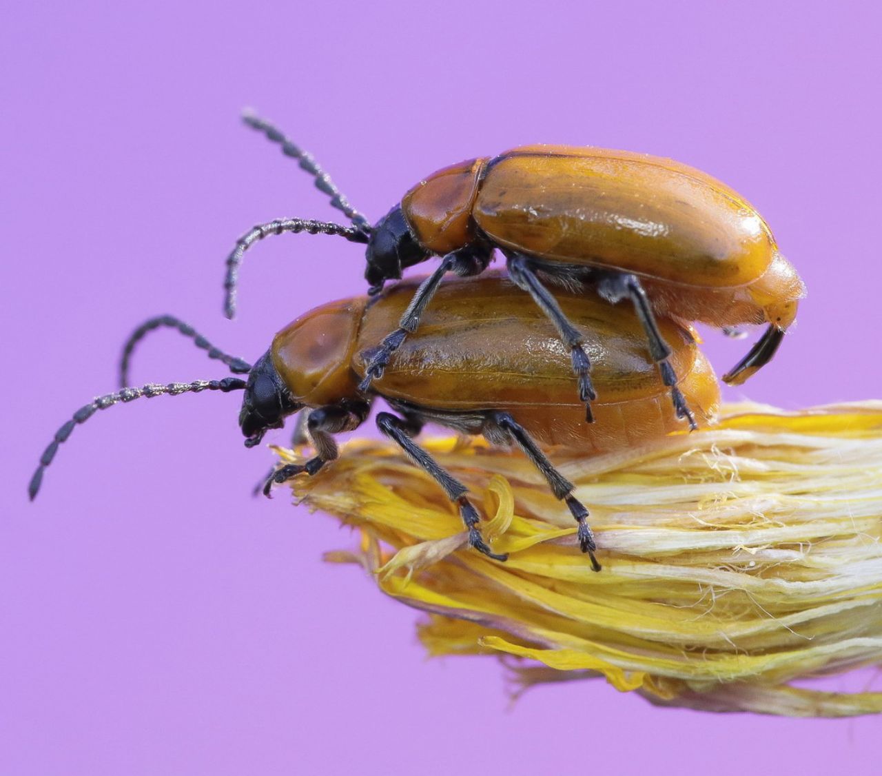 Chrysomelidae - Exosoma lusitanicum